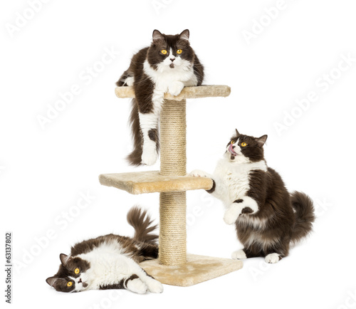 Fototapeta Naklejka Na Ścianę i Meble -  British longhair cats on a cat tree, isolated on white