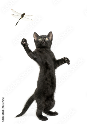 Fototapeta Naklejka Na Ścianę i Meble -  Black kitten standing and trying to catch a dragonfly