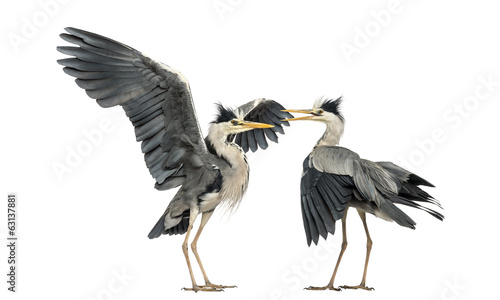 Fotografie Two Grey Herons flapping