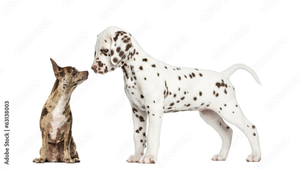 Chihuahua Pinscher sitting and dalmatian puppy standing Chihuahua Pinscher sitting and dalmatian puppy standing