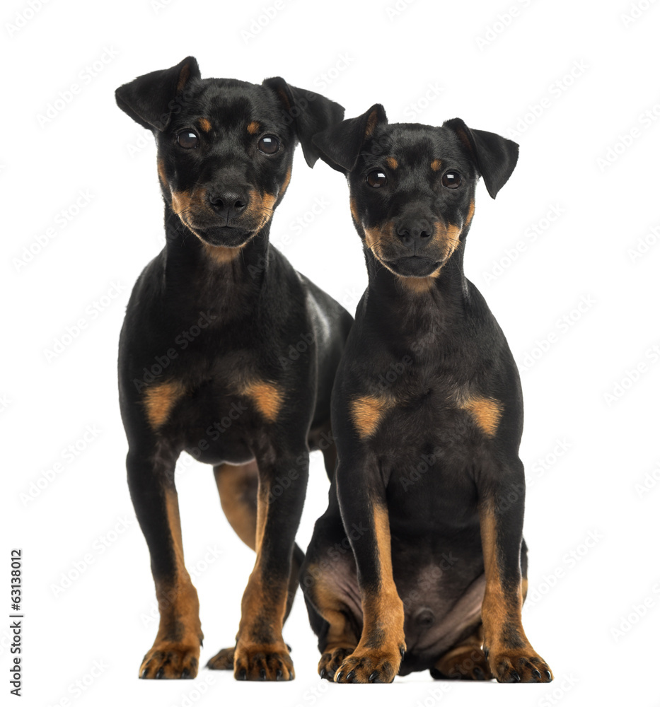 Two Pinscher sitting, standing and looking at the camera