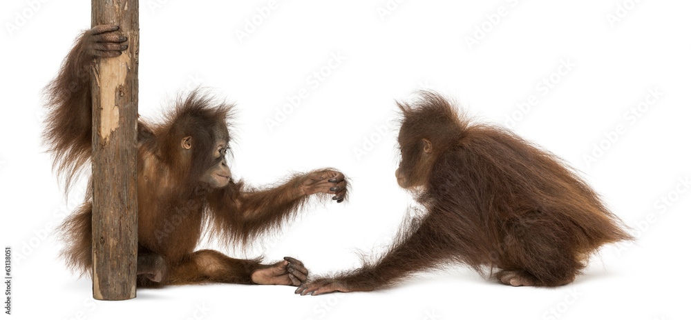 Obraz premium Two young Bornean orangutan playing together