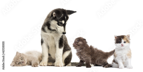 Husky malamute puppy sitting and surrounded by kittens