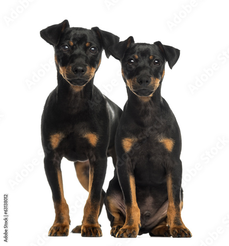 Two Pinscher sitting, standing and looking at the camera © Eric Isselée