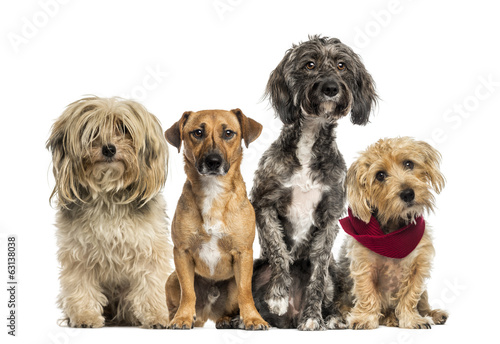 Fototapeta Naklejka Na Ścianę i Meble -  Group of Crossbreed sitting and looking
