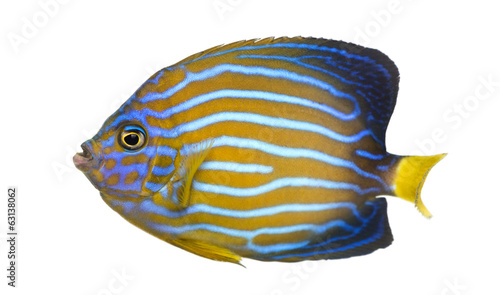 Side view of a Northern Angelfish, Chaetodontoplus septentrional