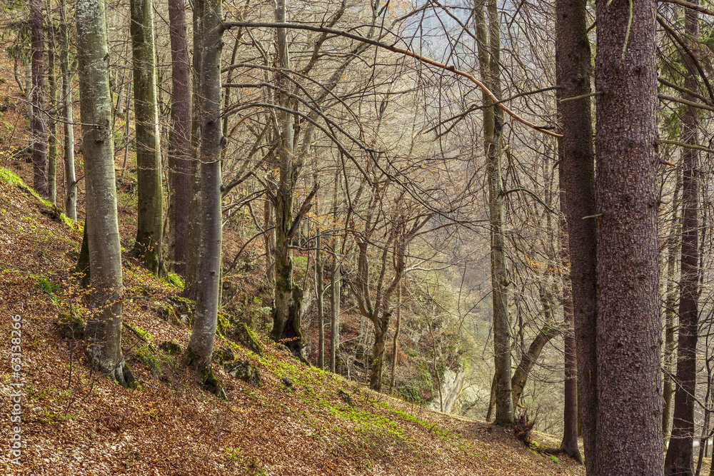 Naklejka premium Dense deciduous forest in spring