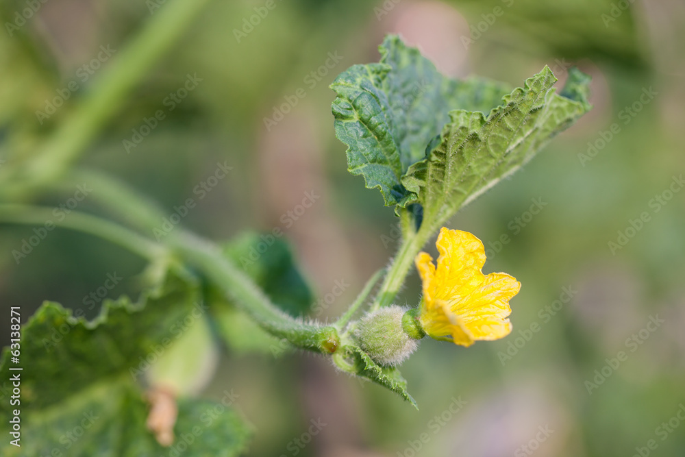 Melon vine leaves with bud close up Melon vine leaves with bud close up
