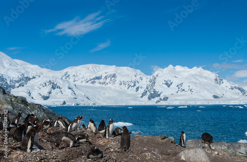 Antarctica gentoo penguins photo