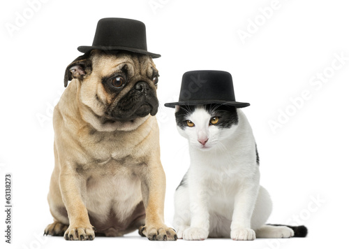Pug puppy and cat wearing a top hat