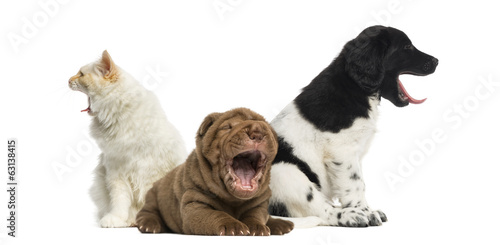 Cat and dogs yawning