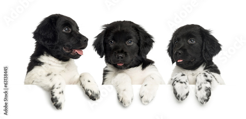 Three Stabyhoun puppies, panting and leaning on a white board