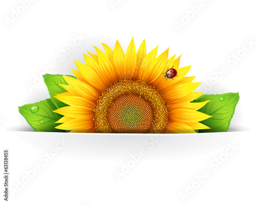 Banner, floral background or template card with sunflowers
