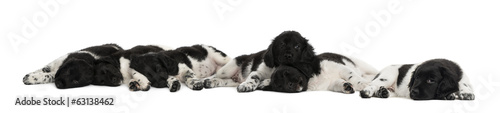 Fototapeta Naklejka Na Ścianę i Meble -  Group of Stabyhoun puppies lying and resting