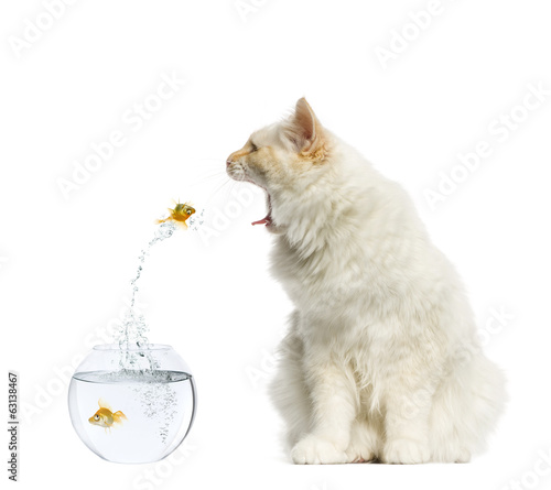 Fototapeta Naklejka Na Ścianę i Meble -  Cat reaching at a goldfish jumping out of its aquarium