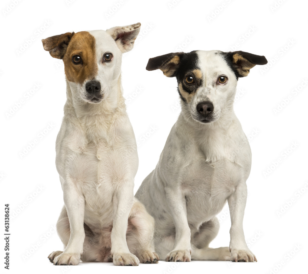 Two Jack russell terriers sitting and looking at the camera Two Jack russell terriers sitting and looking at the camera