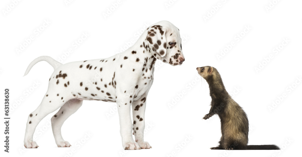 Dalmatian puppy looking at a  Ferret standing on hind legs