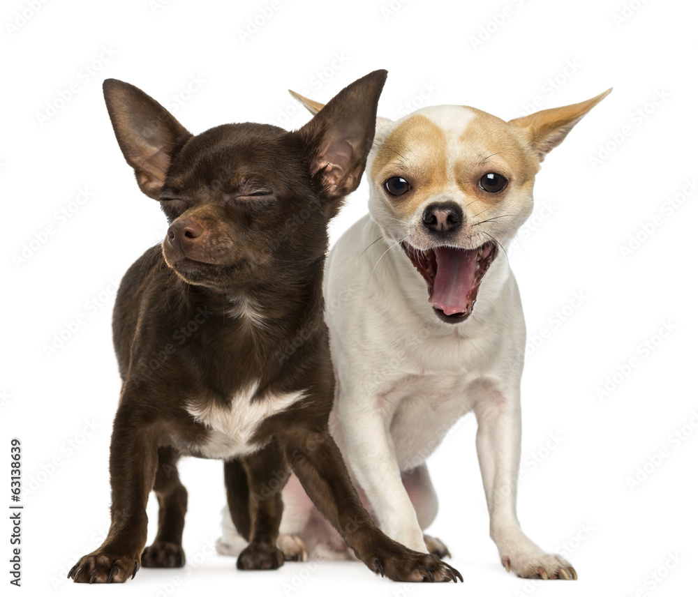 Two Chihuahuas, one is yawning and the other has is eyes closed