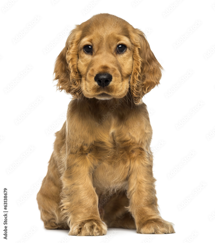 Cocker puppy sitting, looking at the camera, isolated on white