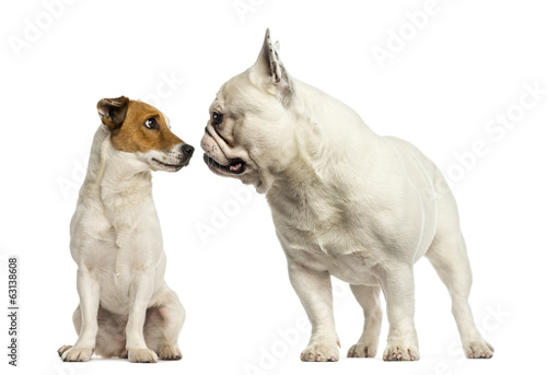 Fototapeta Naklejka Na Ścianę i Meble -  Jack russel terrier and French bulldog  sniffing each other