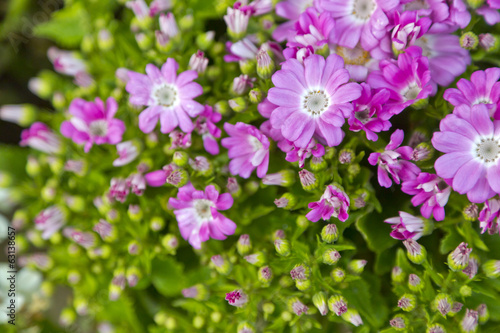 Purple flowers © EnginKorkmaz