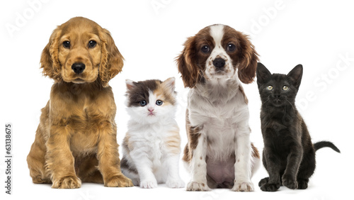 Group of kittens and dogs #63138675