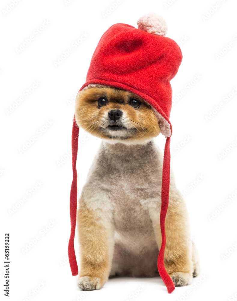 Grommed Pomeranian dog sitting and wearing a red bonnet