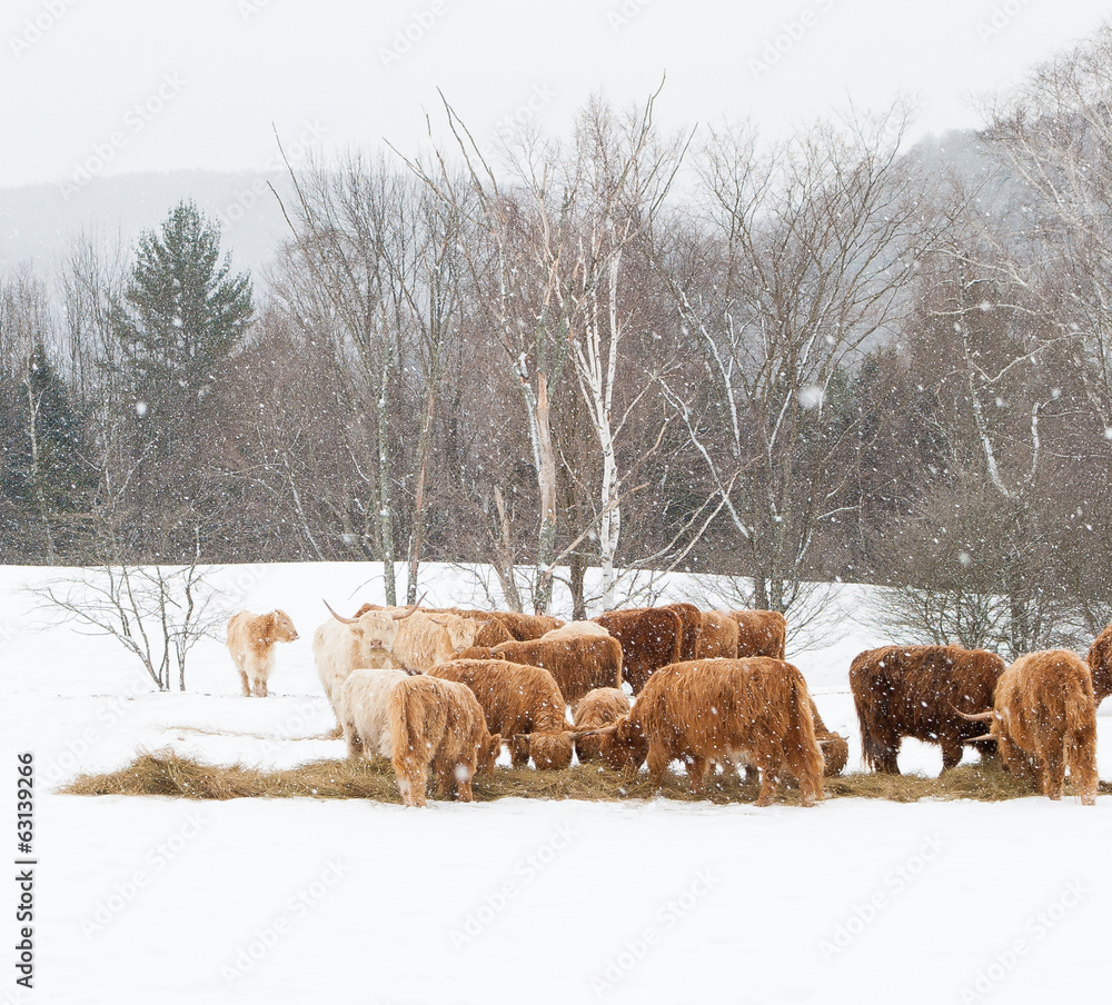 Highland Cattle in Snow Highland Cattle in Snow