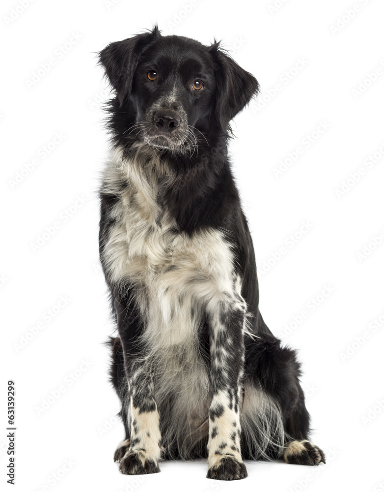 Border Collie sitting and looking at the camera