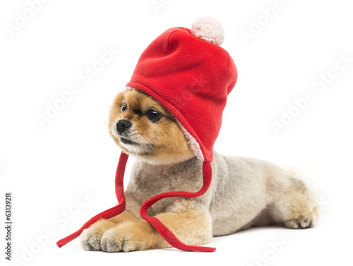 Grommed Pomeranian dog lying and wearing a red bonnet