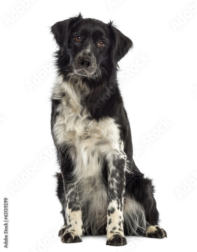 Border Collie sitting and looking at the camera