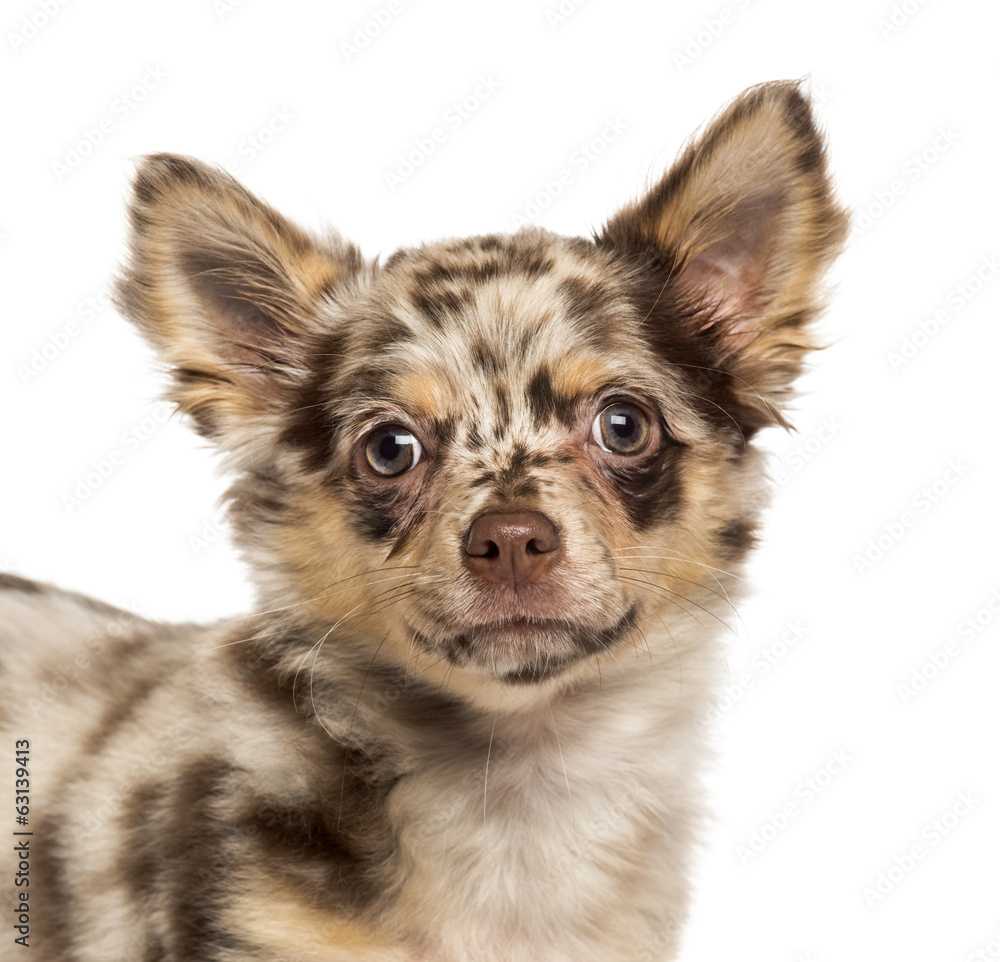 Close-up of a Chihuahua puppy looking at the camera Close-up of a Chihuahua puppy looking at the camera
