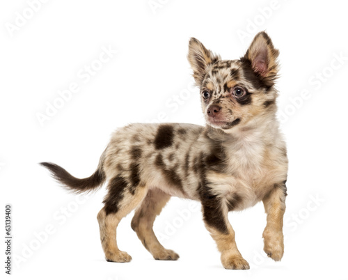 Fototapeta Naklejka Na Ścianę i Meble -  Chihuahua puppy looking away