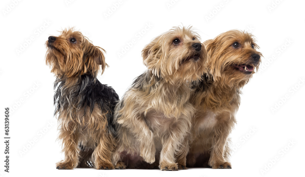 Three Yorkshire Terriers sitting and looking up