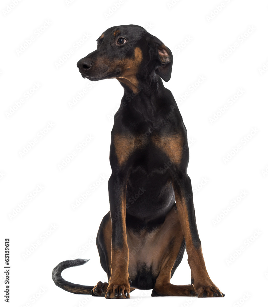 Doberman Pinscher puppy sitting and looking away Doberman Pinscher puppy sitting and looking away
