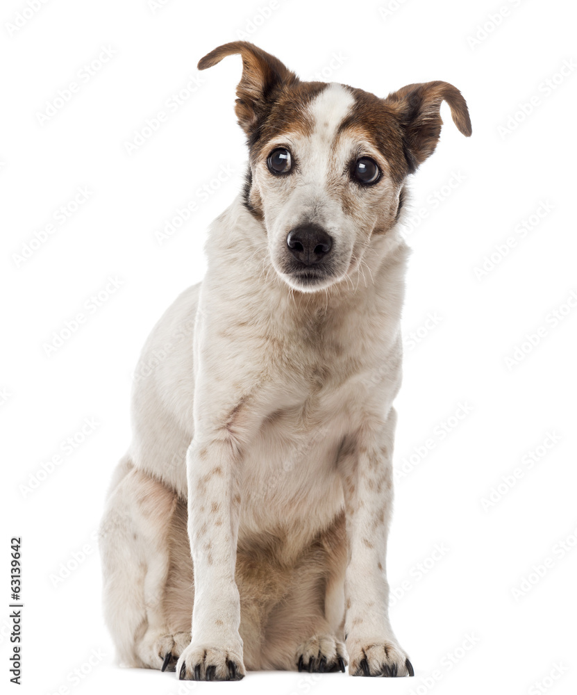 Old Jack Russell Terrier sitting and looking away Old Jack Russell Terrier sitting and looking away