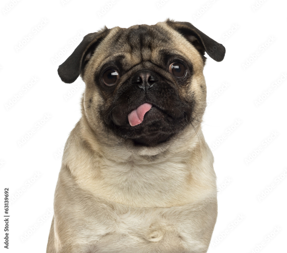Pug looking at the camera and sticking its tongue