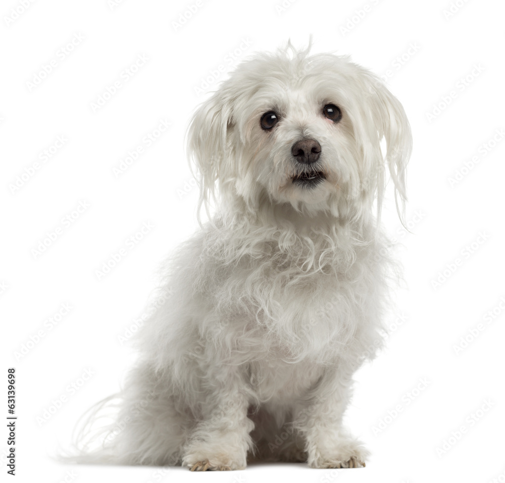 Old Maltese sitting and looking at the camera Old Maltese sitting and looking at the camera