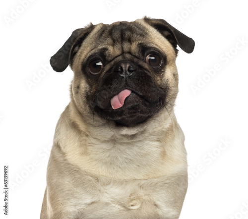 Pug looking at the camera and sticking its tongue