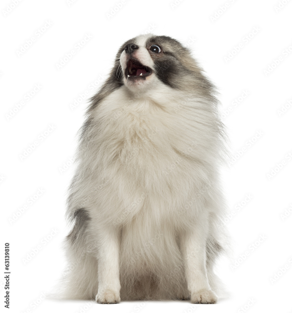Obraz premium Angry German Spitz sitting