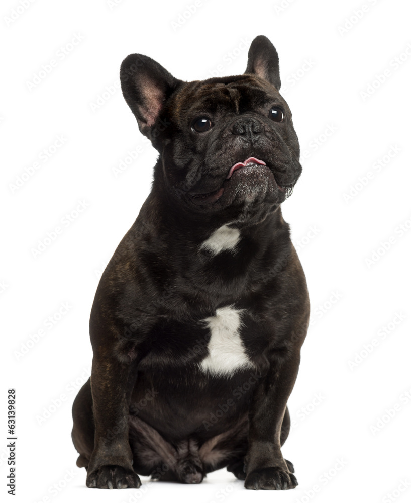 French Bulldog sitting and looking up