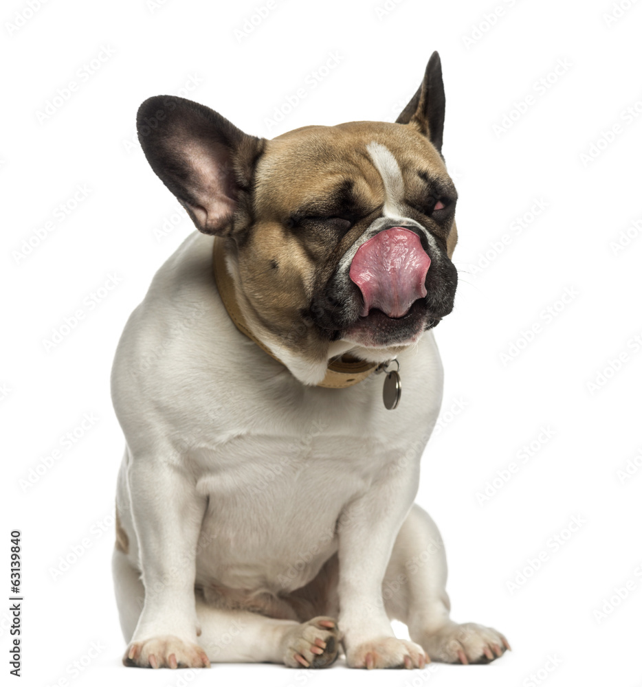 French Bulldog sitting and licking its nose
