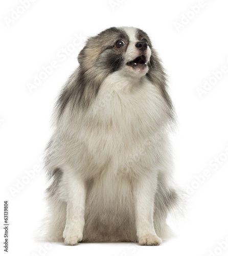 Angry German Spitz sitting