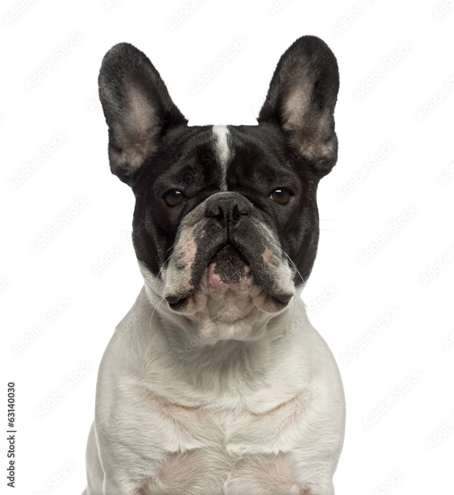 Close-up of a French Bulldog looking at the camera