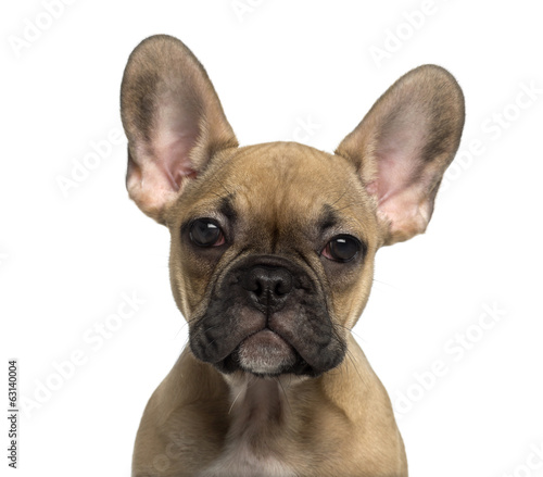 Close-up of a French Bulldog puppy looking at the camera