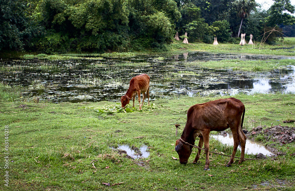 Naklejka premium Free cows