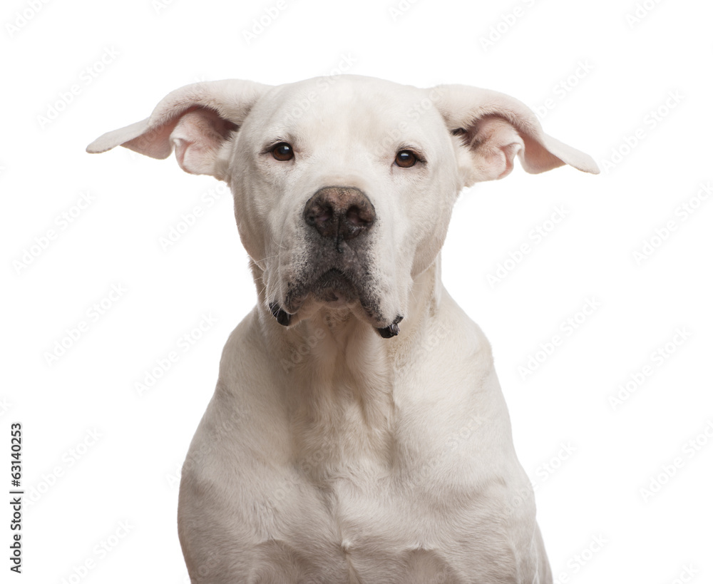 Close-up of a Dogo Argentino looking at the camera