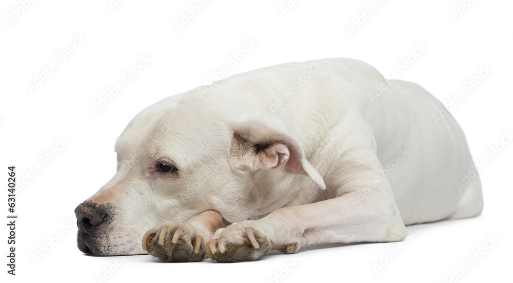 Dogo Argentino lying and looking away