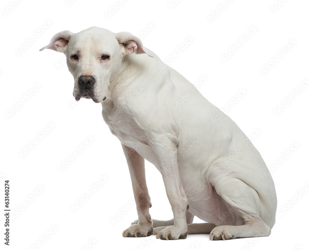 Depressive Dogo Argentino sitting and looking away