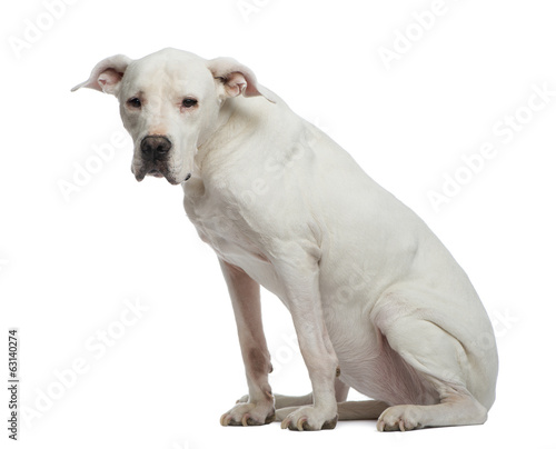 Depressive Dogo Argentino sitting and looking away © Eric Isselée